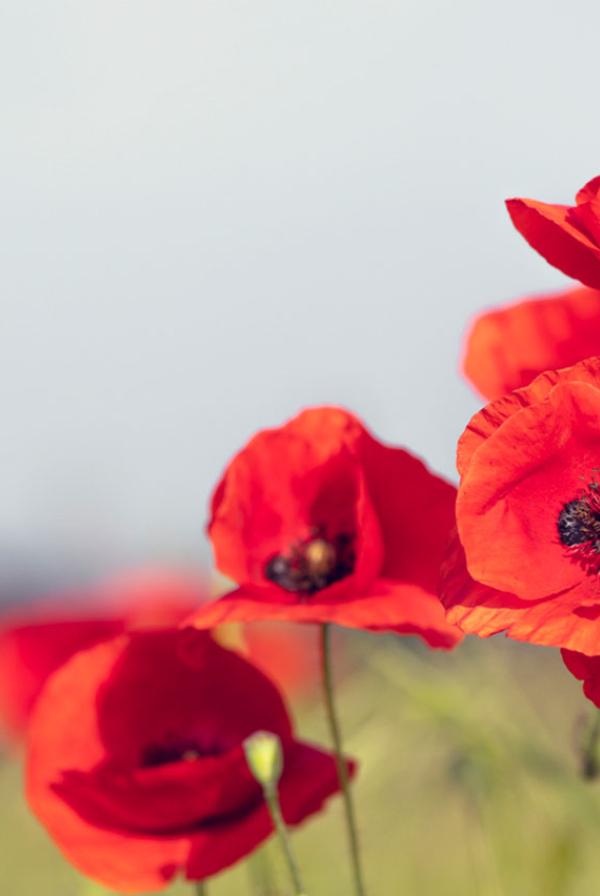 A field of poppies