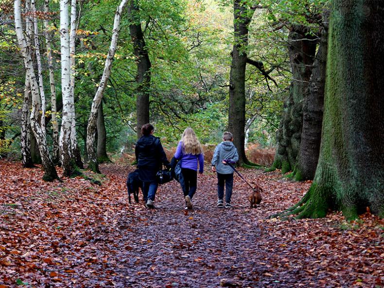 A family of three, one adult and two children walking a dog through a autumn Sherwood Forest.